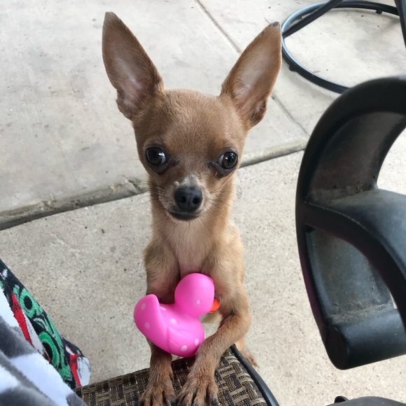 Meet your Posher, Angee - Picture 6 of 6